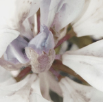 Lilies II : Mural Installation ( pdf)